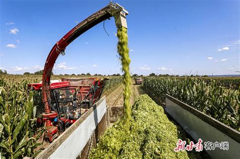 抓实链长制 奋进十四五 平凉市大力推进红牛产业全链条高质量发展澎湃号·政务澎湃新闻 The Paper