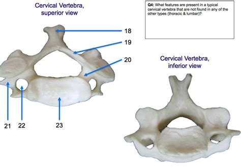 Cervical Vertebrae Diagram Quizlet