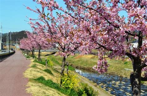 【桜・見ごろ】西古瀬川の河津桜（愛知県）の観光イベント情報｜ゆこゆこ