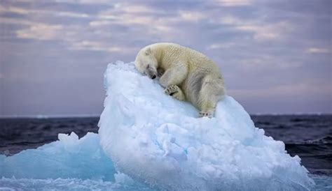 Fotografia Comovente De Urso Polar Adormecido Ganha Pr Mio