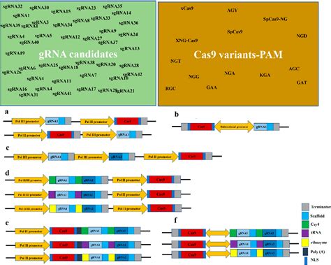 Pdf Crisprcas9 In Planta Hairy Root Transformation A Powerful