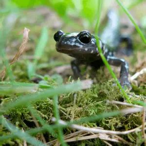 Northern slimy salamander - Facts, Diet, Habitat & Pictures on Animalia.bio