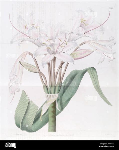 crinum latifolium  stock photo alamy