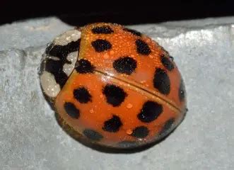 Orange Ladybugs - What Are They? Everything You Need to Know