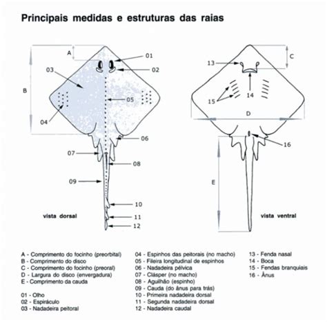 Arraias Curiosidades biológicas e comportamentais GIA Grupo