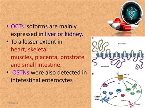 Intestinal Transporters In Drug Absorption Ppt