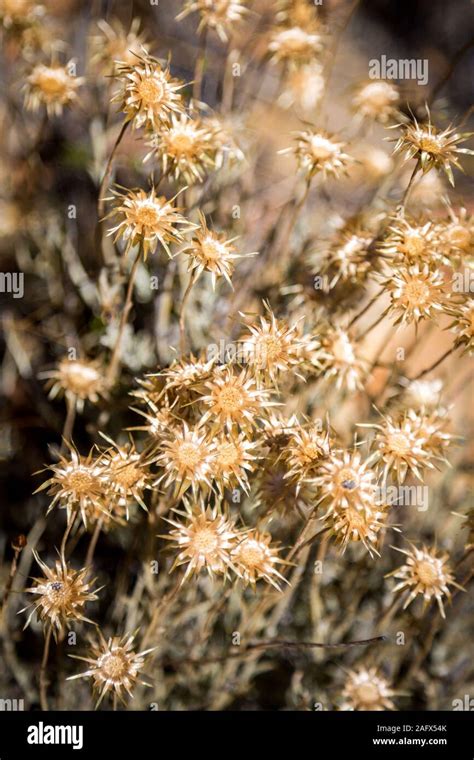 Cape Floral Kingdom Fynbos Fire Hi Res Stock Photography And Images Alamy