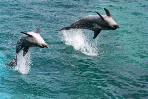 Jumping Dolphins stock photo. Image of play, creature - 7337864