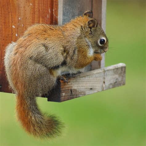 Does Cayenne Pepper Deter Squirrels Fact Or Myth