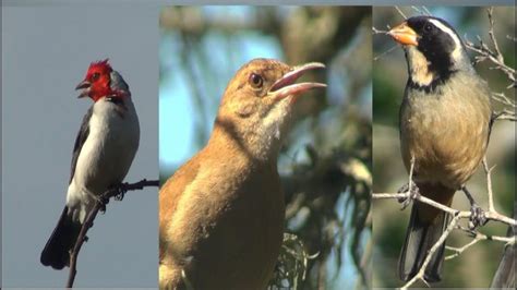 Por Qu Cantan Las Aves Actualizado Febrero