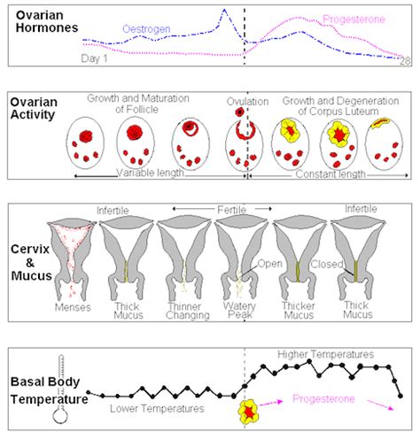 Your Cycle | Beautiful Cervix Project