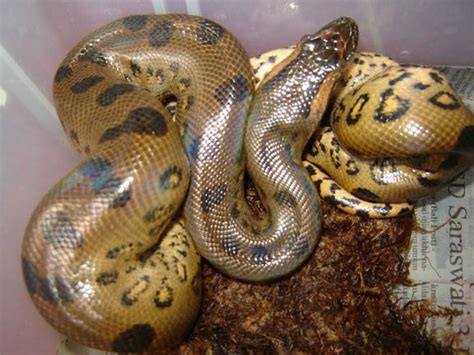 Green Anaconda | Snakes