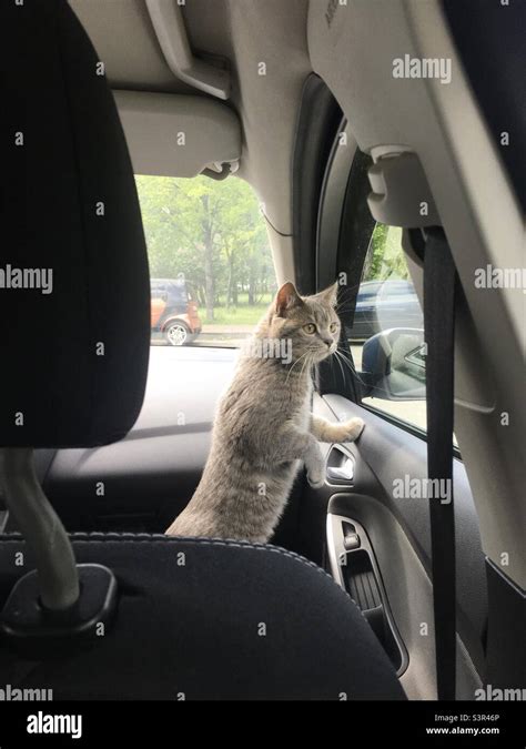 A Cat looking out the window inside the car Stock Photo - Alamy