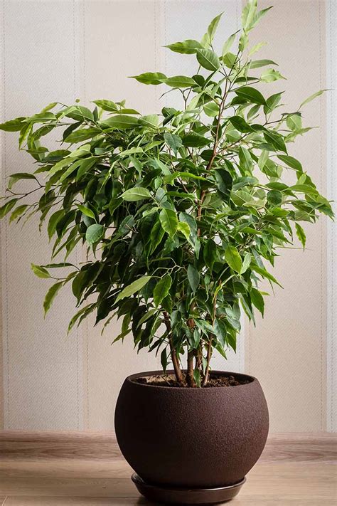 How To Grow And Care For Weeping Fig Plants Ficus Benjamina