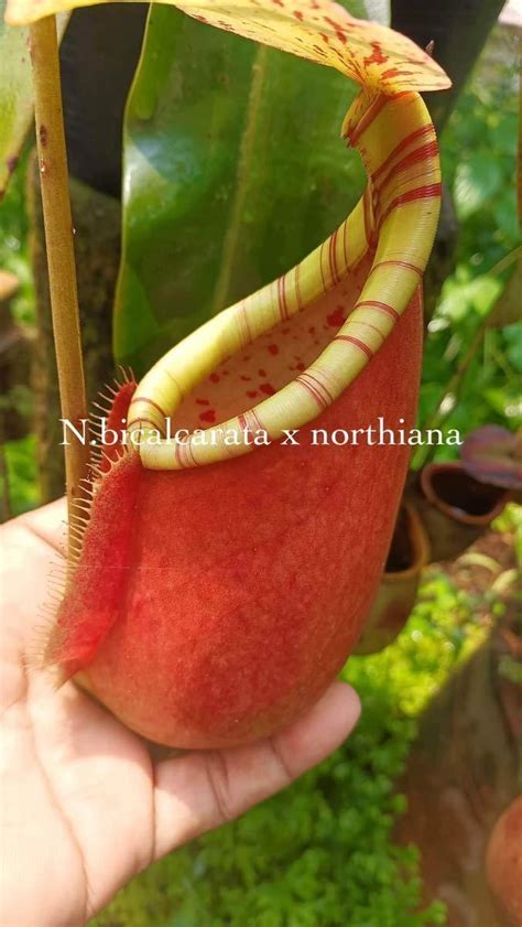 Nepenthes Northiana Nepenthes Northiana