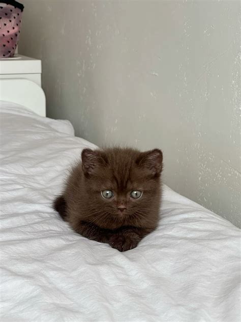 Brown kitten – Artofit