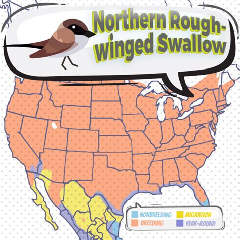 Northern Rough Winged Swallow Bird Watching Academy