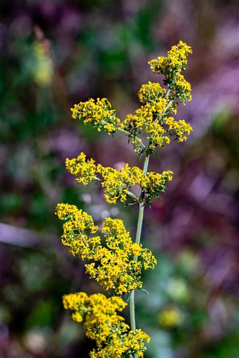 Galium Verum Flower in Mountains Stock Photo - Image of galium, closeup ...