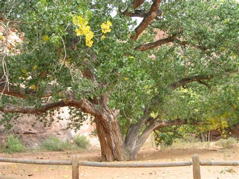 Cottonwood Tree; Pictures, Photos, Facts on the Cottonwood Tree