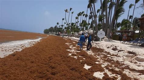 Invasión de sargazo en las playas dominicanas forumnatura