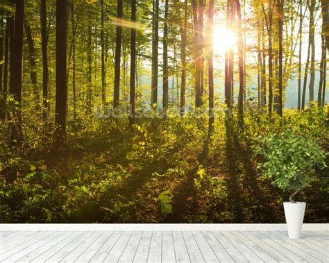 Forest Sunlight Wallpaper Wall Mural | Wallsauce Canada