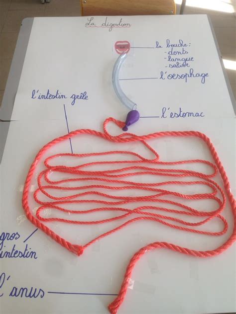 Maquette De L Appareil Digestif Le Ballon De Baudruche Qui Repr Sente