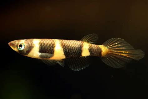 Epiplatys Annulatus Clown Killifish Haplochilus Annulatus