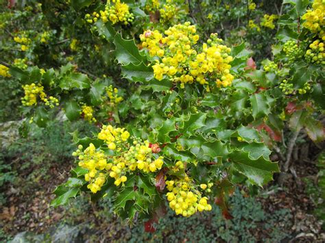 Berberis pinnata - Linda Vista Native Plants