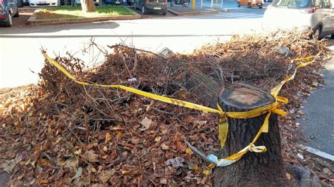 Alberi crollati la firma del dissequestro non è bastata da mesi