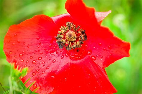 Coquelicot Fête Des Mères Le Photo Gratuite Sur Pixabay Pixabay