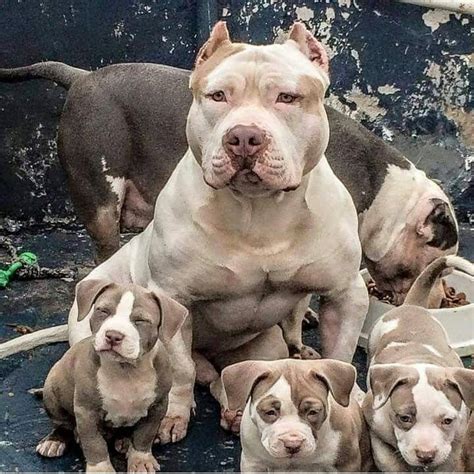 facts  american pit bull terriers   pleasure petpress