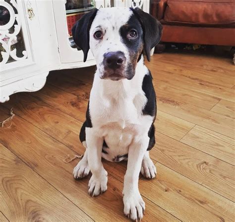 Please Can I Have Some Toast American Bulldog Mix Dog Mixes