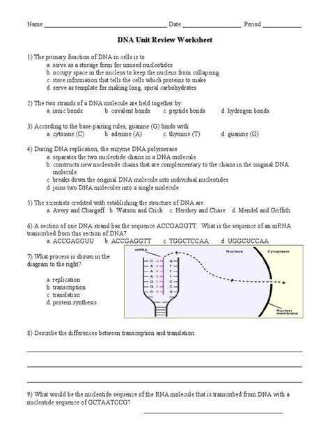 Dna Structure Worksheet Coloring