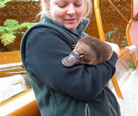 platypus ornithorhynchus anatinus   semiaquatic mammal endemic