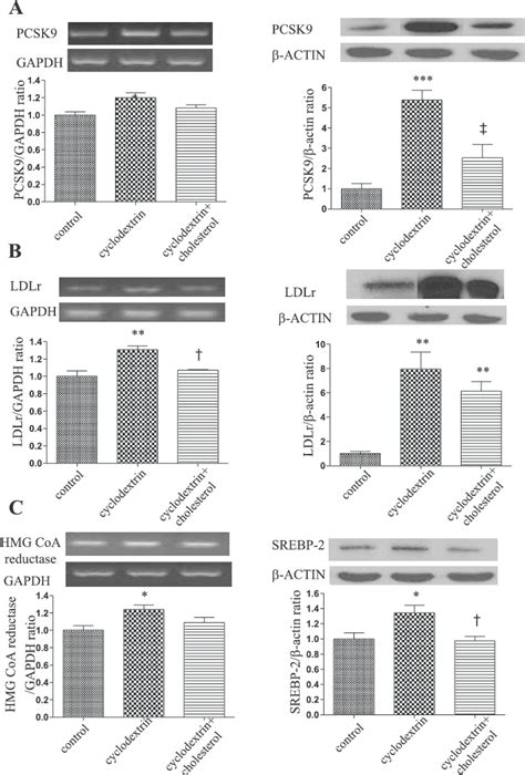 Regulation Of PCSK9 LDLr HMG CoA Reductase And SREBP 2 Expression