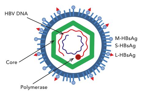 Hepatitis B The Creation And Destruction Of A Virus