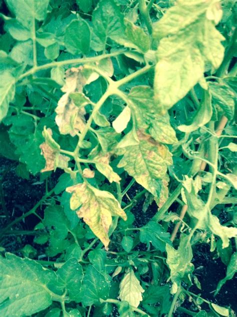 Tobacco Mosaic Virus On Tomato