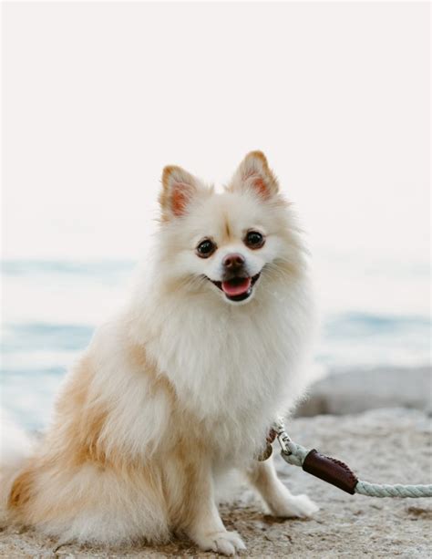 Trillium Park Pet Session Danica Oliva Pet Photography Danica Oliva