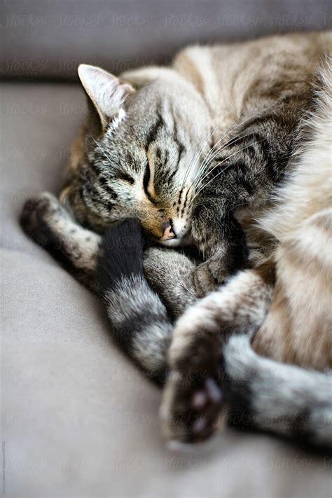 Lynx Point Siamese Curled Up And Sleeping By Stocksy Contributor