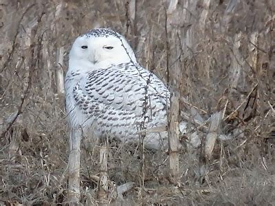 Warren's Blog: Wings on Wednesday...Snowy Owl in Kansas