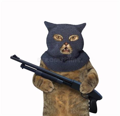 Cat Holding Gun Stock Photos - Free & Royalty-Free Stock Photos from ...