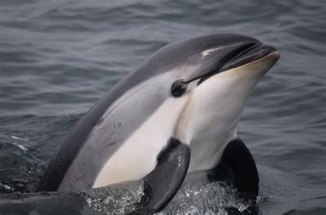 Vaquita Marina Un Mam Fero En Peligro De Extinci N Hydroenvironment