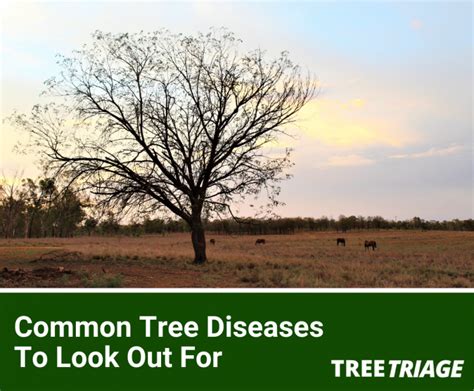 Identifying and Treating Common Tree Diseases