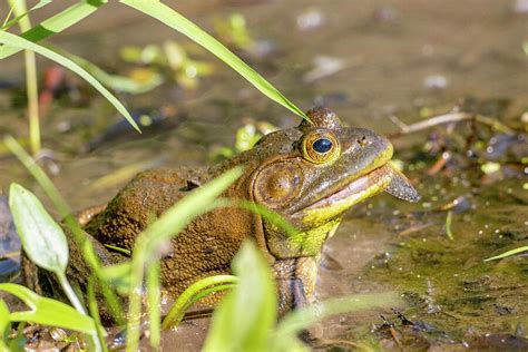 Bullfrog Eating Periodical Cicada Bucks County Photograph By Doug