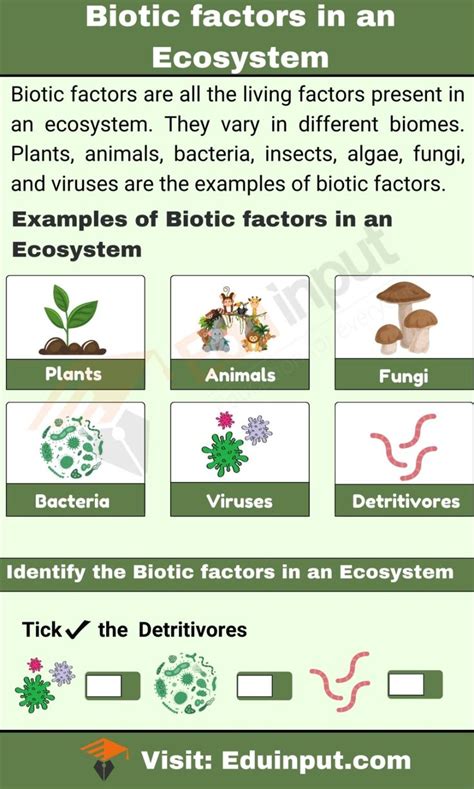 Examples of Biotic factors in an Ecosystem in 2024