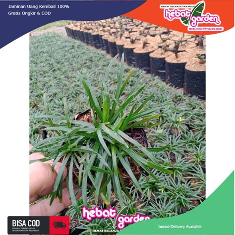 Jual Rumput Kucai Mini Ophiopogon Japonicus Shopee Indonesia