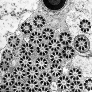 Browse by micrograph - Microscopy Australia