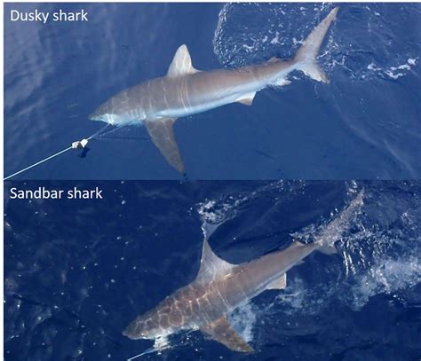 Bull Shark Vs Great White