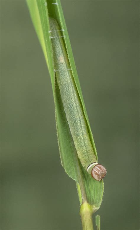 Least Skipper - Alabama Butterfly Atlas