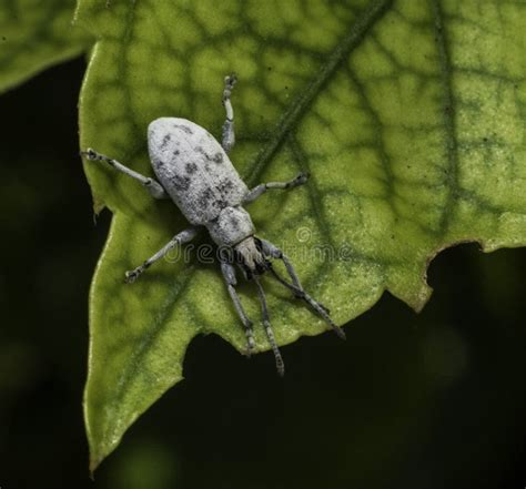 2331 White Weevil Stock Photos Free And Royalty Free Stock Photos From